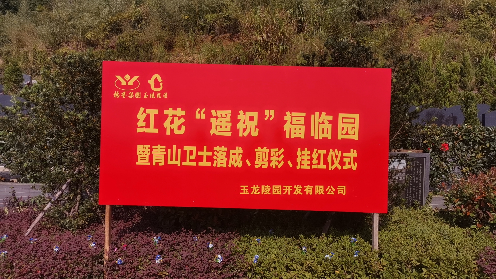 红花传爱意，情满玉龙园！